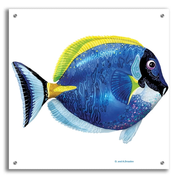 Epic Art 'Fish 4 Blue Yellow' by Olga and Alexey Drozdov, Acrylic Glass Wall Art, 24"x24"