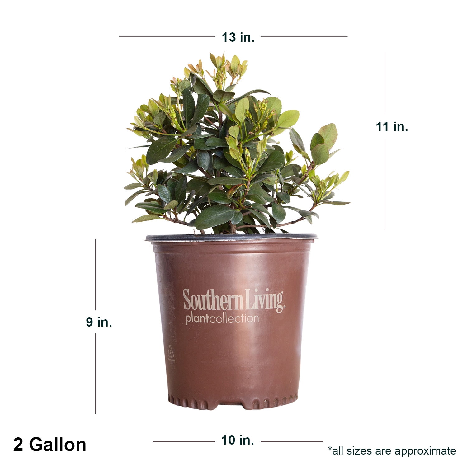 Southern Living Clean Sweep Snowbank Indian Hawthorne Live Shrub in 2-Gallon Grower Pot