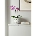 thumbnail image 3 of LE TAUCI Ceramic Orchid Pot,6.5" Ceramic Plant Pot with Holes and Saucer,Indoor Flower Pot for Orchid Repotting & Growing,Arctic White (Plant not included), 3 of 7