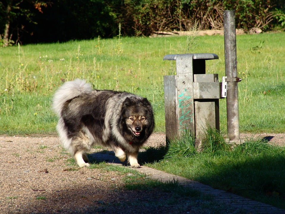 keeshond stuffed animal