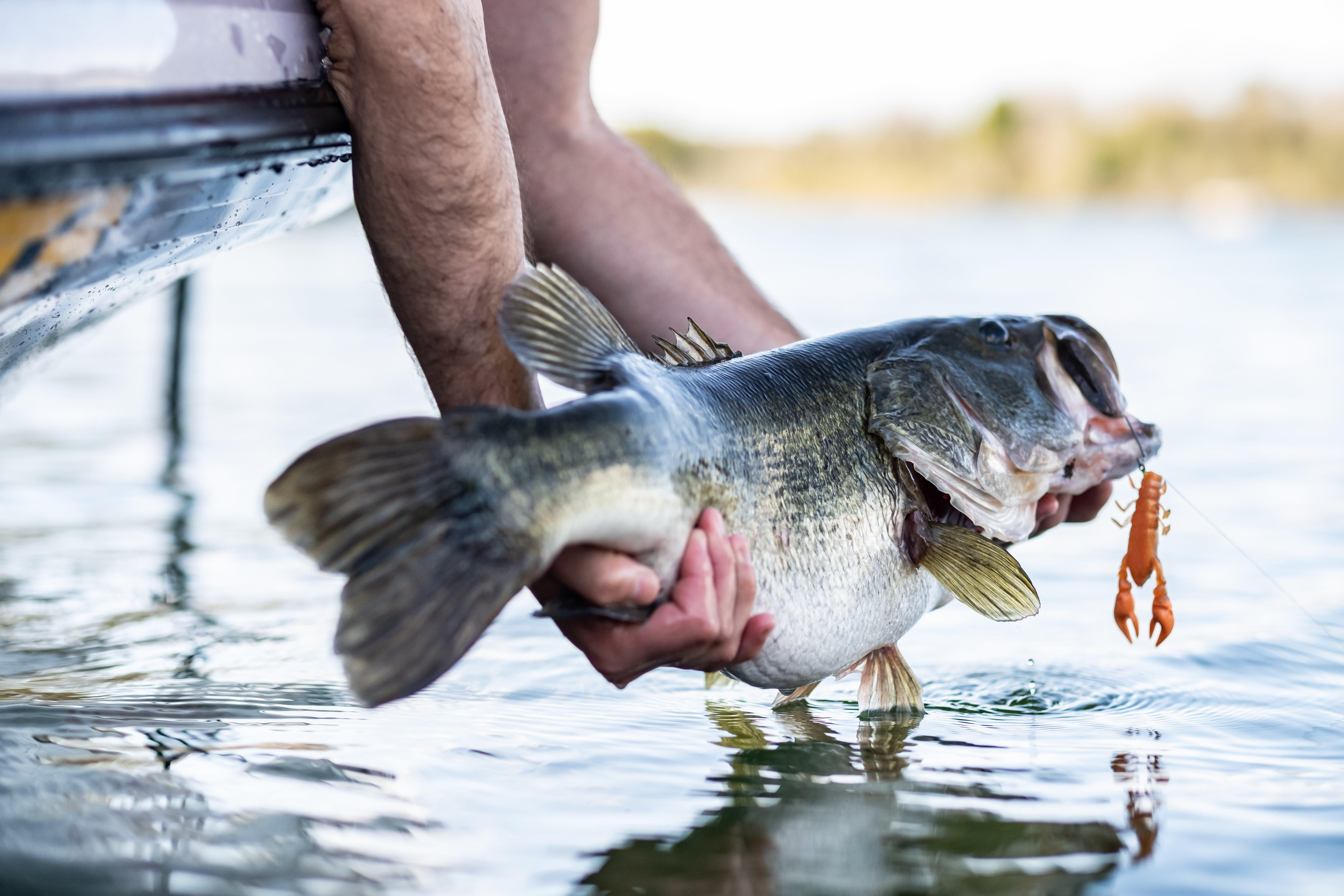 PowerBait® The Champ Craw