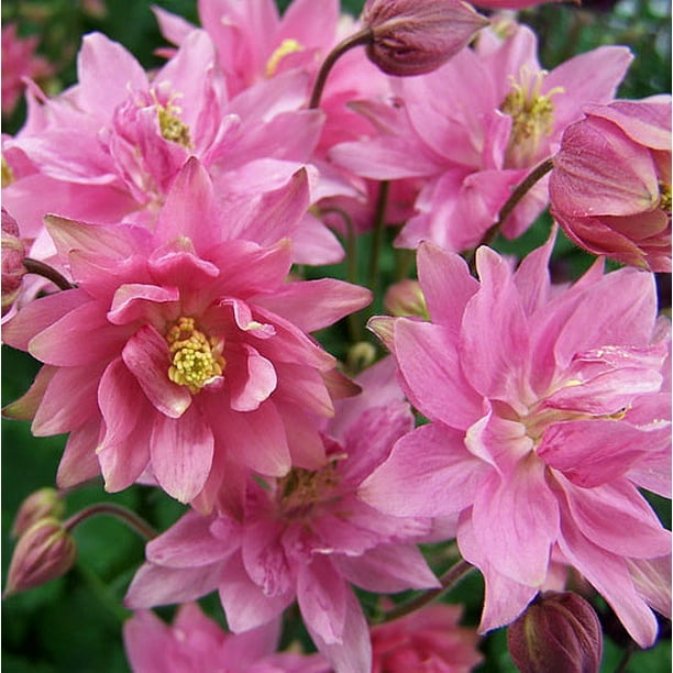 Clementine Rose Columbine Perennial Plant Aquilegia