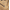 Oak, variant on Men's Sperry Top-Sider Mako 2-Eye Canoe Moc
