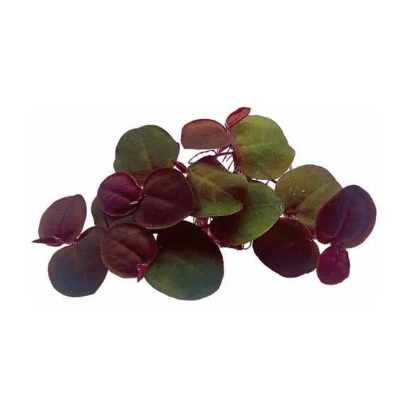 Red Root Floater Phyllanthus Fluitans Live Aquarium Plant 4 Ounce
