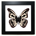 thumbnail image 1 of Specimen in Pale Black Square Frame Picture Wall Tabletop, 1 of 3