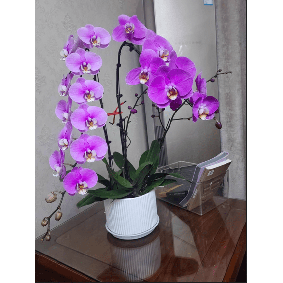 30 x 20cm Round White Ceramic Ribbed Flower Pot (2 Count)