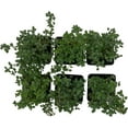 thumbnail image 2 of Lemon Thyme, 6-Pack, Live Plants (Thymus Citriodorus) – Aromatic Perennial Herb, Thriving in 2.5" Nursery Cubes, 2 of 7