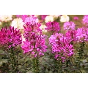 200 MAUVE QUEEN CLEOME Spinosa Hassleriana Purple Pink Spider Flower Seeds