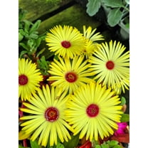 100 Gelato YELLOW ICE PLANT Mesembryanthemum Daisy Livingstone Succulent Flower Seeds