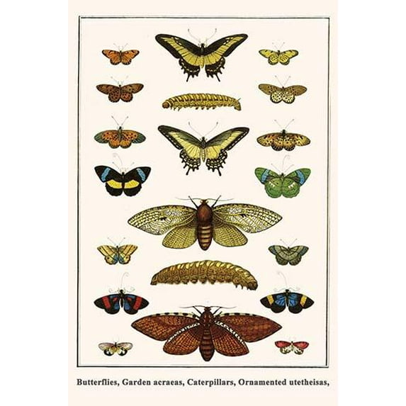 Butterflies, Garden acraeas, Caterpillars, Ornamented utetheisas,-Fine Art Canvas Print (20" x 30")