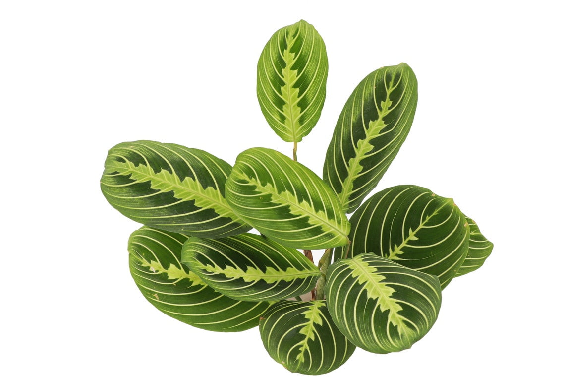 Live Lemon Lime Prayer Plant - 4" Eco Pot - Natural