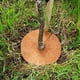 thumbnail image 2 of Estera De Bloqueo De Maceta Estera De Mantillo Estera De Cerca De Árbol Maceta Estera Decorativa A Prueba De Polvo Monstrate HA024266-02, 2 of 5