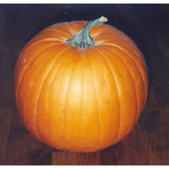 Pumpkin Jack'O Lantern Great Heirloom Vegetable by Seed Kingdom Bulk 600 Seeds