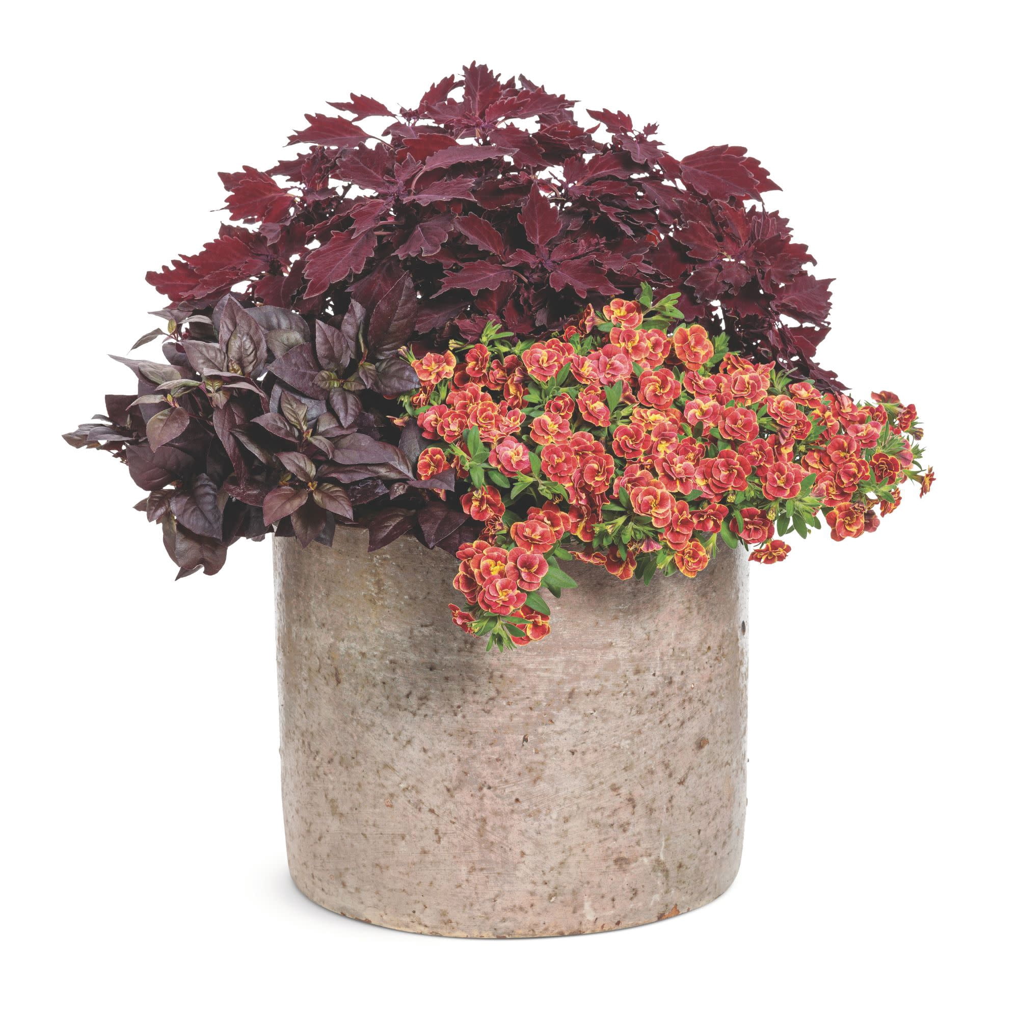 Proven Winners 4" Superbells Double Redstone Calibrachoa Live Plant in 4.25" Pot (4 Count)