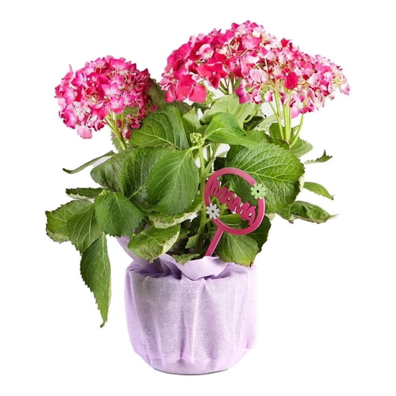 Planta decorativa en maceta de 7 pulgadas con cover de yute
