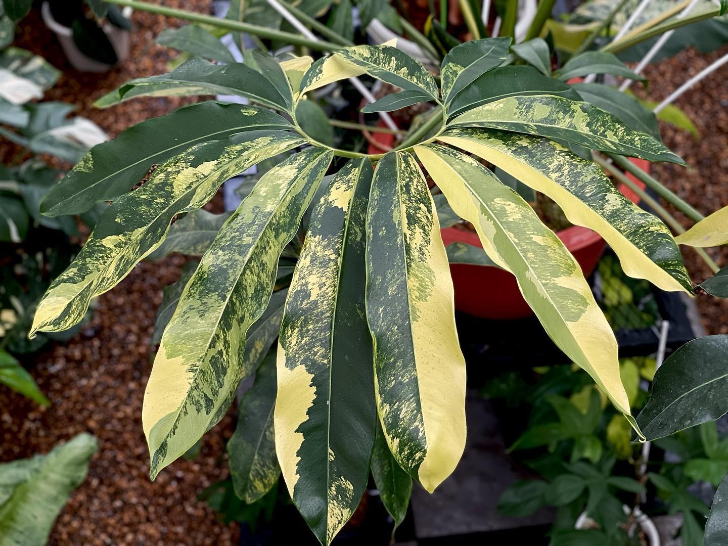 RedCrocus Finger Leaf Philodendron- Large Lobed Tropical Indoor Plant, Pet Toxic, High Humidity, Easy Care, Ideal for Gardens & Decor 14" Pot