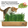 thumbnail image 2 of ZestiGreens Self-Watering Cat Grass Kit – Easiest Way to Grow Fresh Cat Grass, 2 of 6