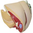 thumbnail image 1 of Isaac Technologies IC-B10445 Female Genital Model, Life Size, 4-Parts, 1 of 2