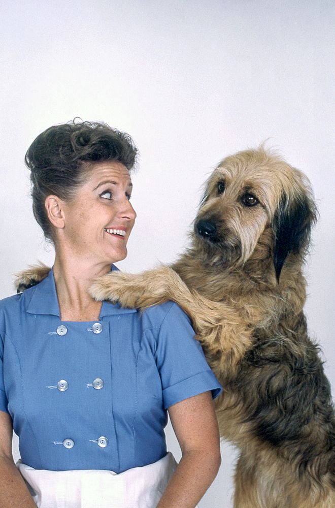 Brady Bunch, Ann B. Davis With 'Tiger' The Dog, (Season 1, 1969), 196974. Photo Ivan Nagy