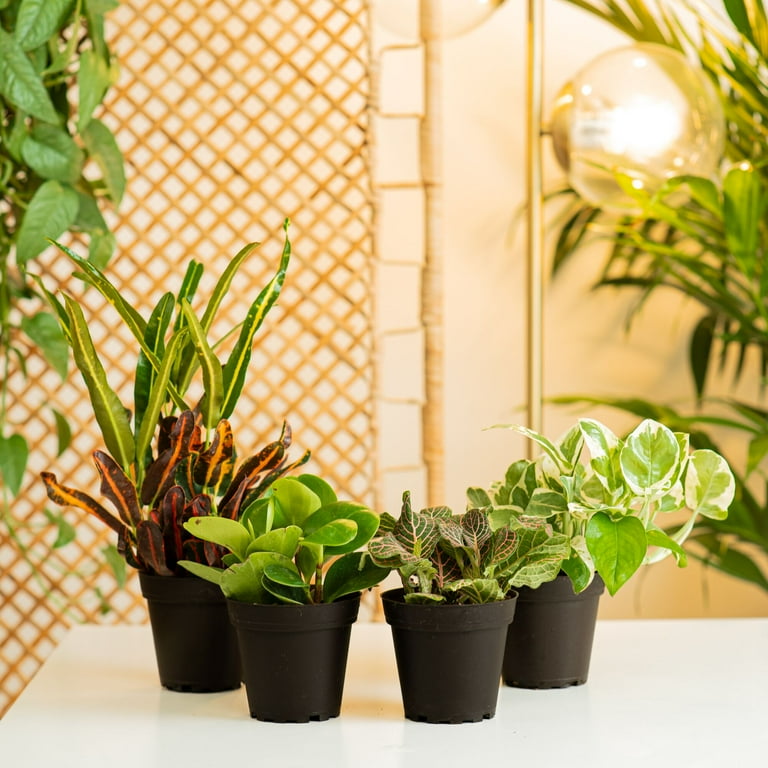 indoor plants umbrella tree Dwarf Umbrella Tree Janine For Sale  Logee's Plants