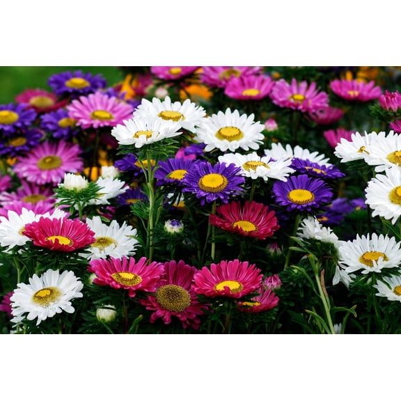 250 MIXED Colors CHINA ASTER Callistephus Chinensis Flower Seeds