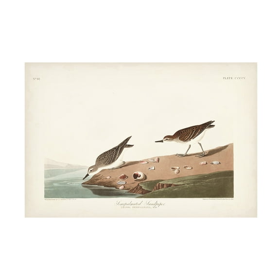 John James Audubon 'Semipalmated Sandpiper' Canvas Art