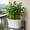 wave edge plant pot Under $5 a3, variant on Werulen Wave Edge Plant Pot with Drainage, Decorative Indoor Outdoor Flower Planter, Matching Saucer Lightweight Pot, Modern Plant Container, Flower Pot with Tray