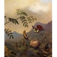 thumbnail image 2 of Heade, Martin Johnson 26x30 Black Ornate Wood Framed with Double Matting Museum Art Print Titled - Frilled Coquette, 2 of 4