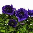 thumbnail image 3 of Better Homes & Gardens 2.5QT Multicolor Anenome Live Plants with Grower Pot, 3 of 3