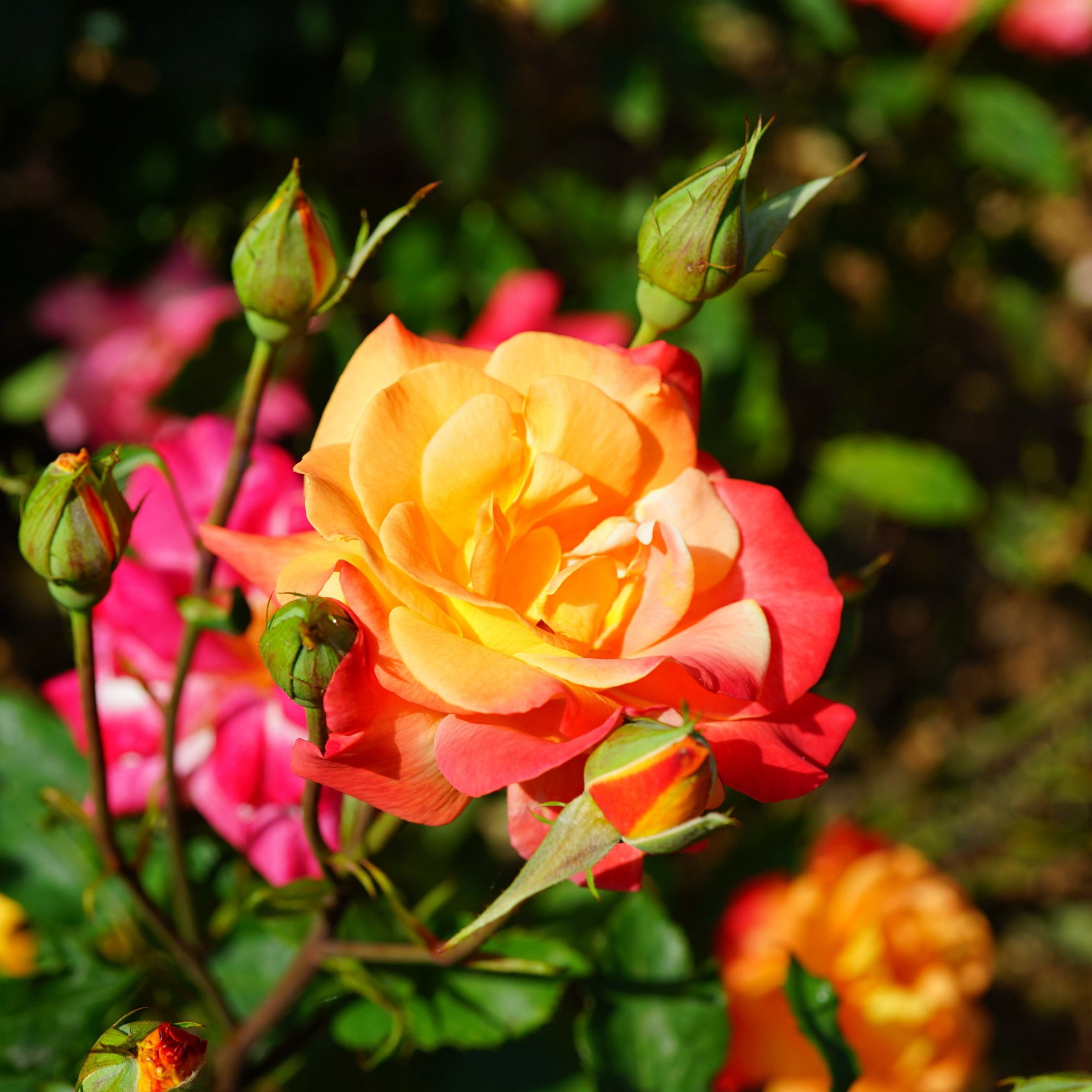 Live Bareroot Rainbow MiniFlora Patio Tree Rose Plant with Multicolor Flowers
