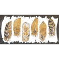 thumbnail image 3 of Pinto, Patricia 24x14 Black Modern Framed Museum Art Print Titled - Gold Watercolor Feathers, 3 of 5
