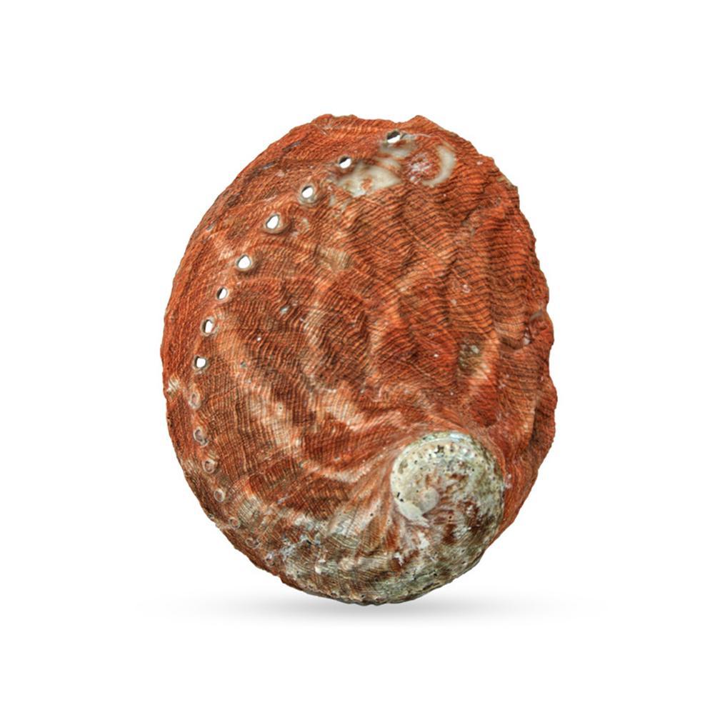 Polished Red Abalone Shell Perfect For Crafts And Aquariums Sale 22 M6v9 Walmart Com