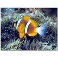 thumbnail image 1 of Sealife Photo Ceramic Tile Mural Kitchen Backsplash Bathroom Shower 405794-S43, 1 of 3