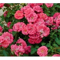 Coral Drift® Groundcover Rose - Live Plant ( 1 QT ) | Repeat Blooms | Great Pollinator Shrub