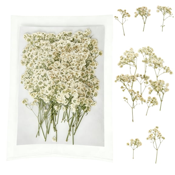 50 Pcs White Baby's Breath Real Natural Dried Pressed Flowers Real Pressed Dried Flowers Mini Gypsophila Baby's Breath for Making Wedding Card DIY Art Floral Decors