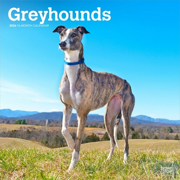 Greyhounds | 2026 12x24" (Hanging) Wall Calendar | Plastic-Free | BrownTrout