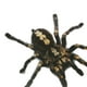 thumbnail image 3 of sweethay 1 uds/2 uds 3D pegatina de araña divertida cabeza de coche cola personalidad pegatinas de araña decoración DIY decoración Automoción decorativa y accesorios Negro sweethay CZ10675-01, 3 of 6
