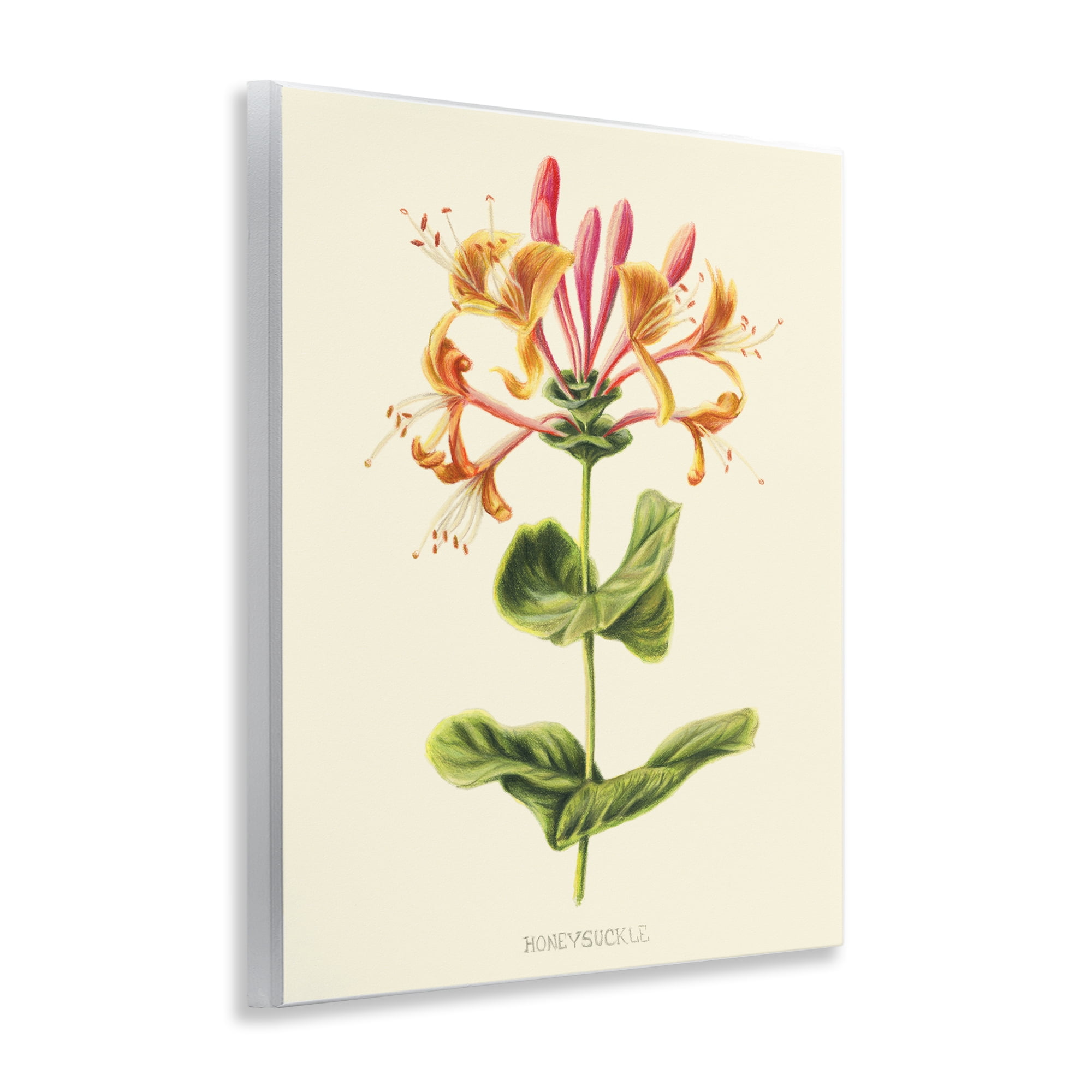 Stupell Industries Honeysuckle Vintage Illustration Wall Plaque Art, design by Connie Resch