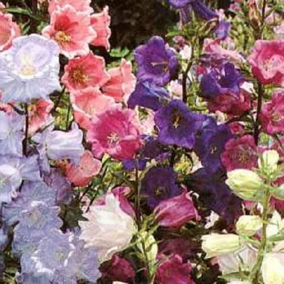 Seedville 150 Cup & Saucer Canterbury Bells Flower Seeds, Mixed Colors, Campanula Medium