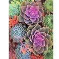 thumbnail image 1 of Taladro cuadrado completo hecho a mano 5D suculentas planta dibujo Kit DIY diamante pintura Likrtyny Arte deco, 1 of 9