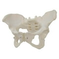 thumbnail image 4 of Dalazy Modèle Anatomique Taille Réelle pour Enfants Apprentissage en Classe, 4 of 5