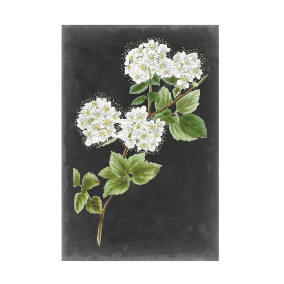Vision Studio 'Dramatic White Flowers II' Canvas Art