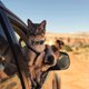 thumbnail image 4 of 2 uds. Collar de gato de Halloween Breakaway con collares de gato de campana collares ajustables con hebilla de seguridad para gatitos de interior y exterior Xemadio 2034704-2, 4 of 9