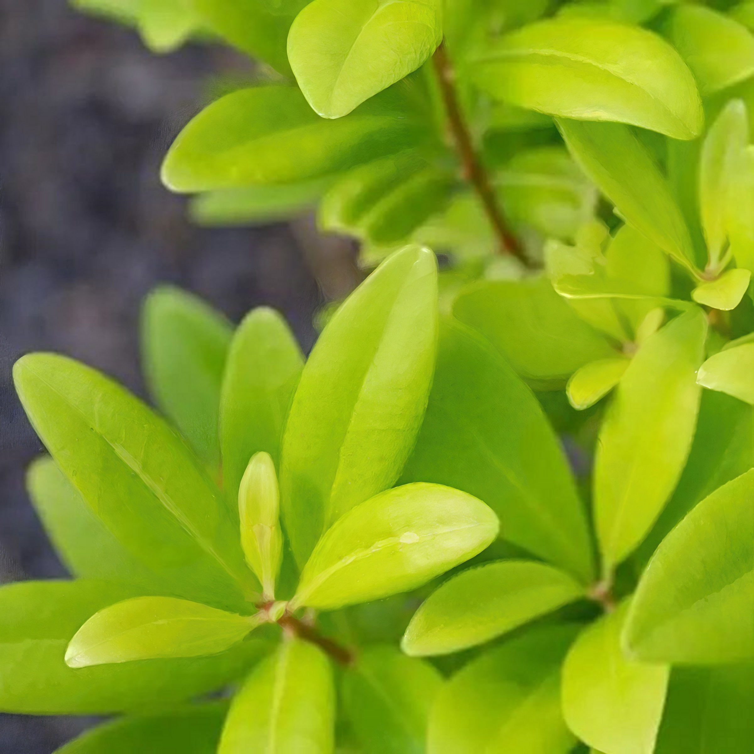 National Plant Network 3 gal. Illicium Florida Sunshine