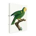thumbnail image 2 of Trademark Fine Art 'Parrot of the Tropics IV' Canvas Art by Barraband, 2 of 4