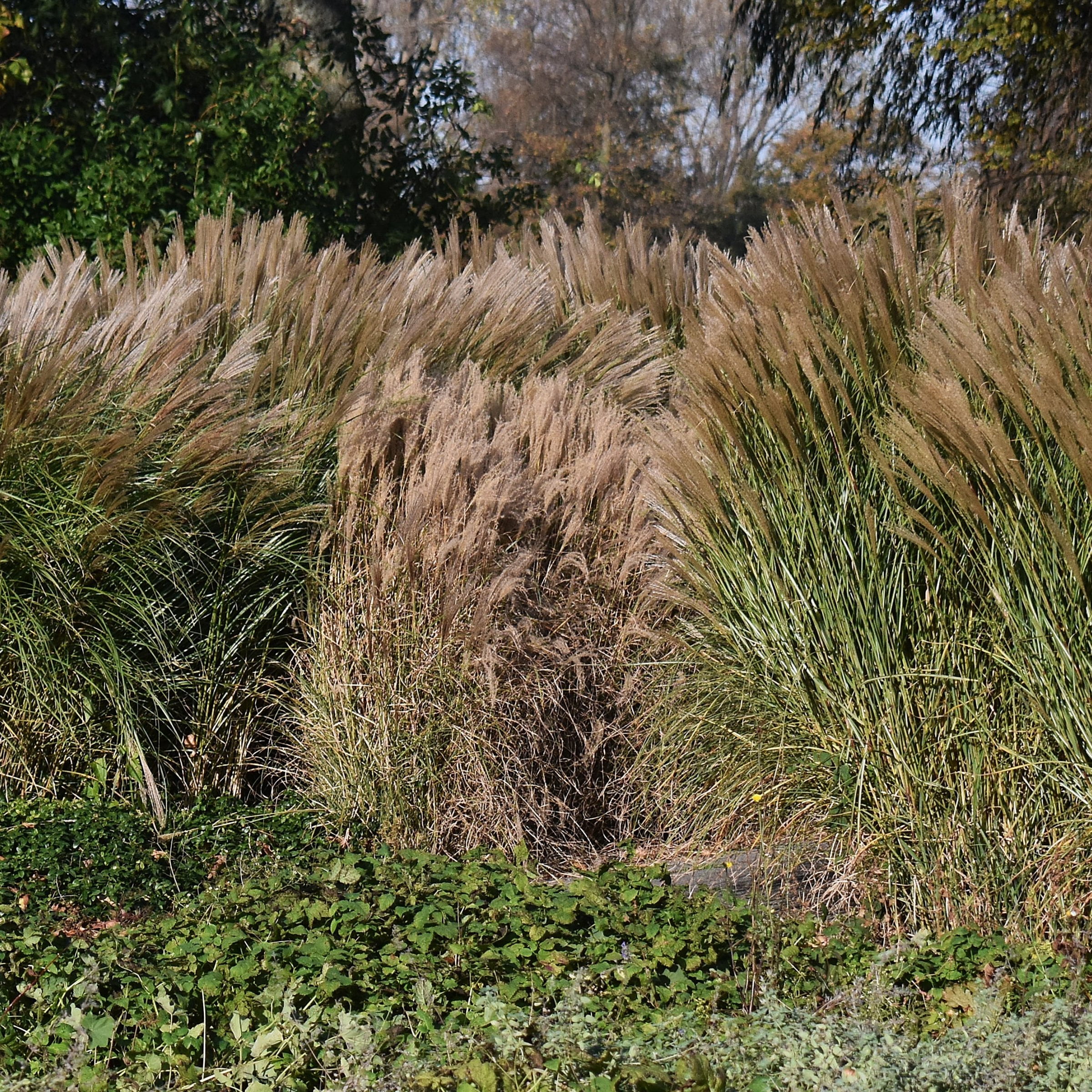National Plant Network 4 in. Miscanthus Malepartus (3-Pack)