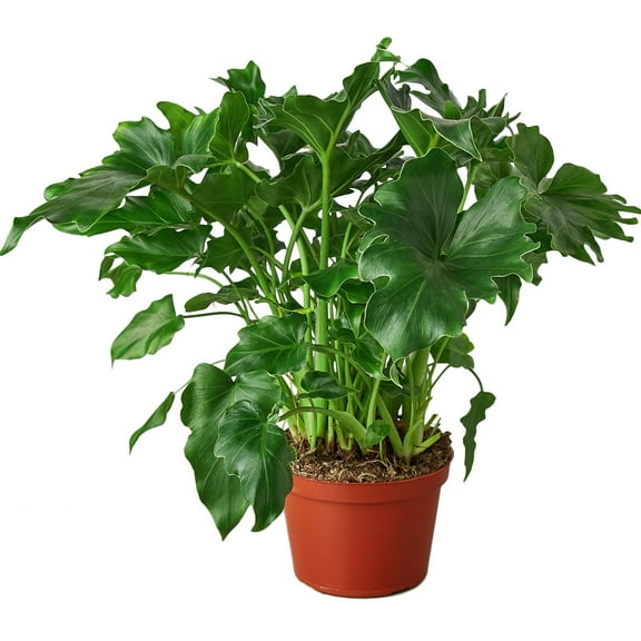 Philodendron Little Hope Live Plant for Indoor | Different Houseplants in 4'' & 6'' Pot | Real House Plant for Living Room, Office, Desk & Bathroom | selloum