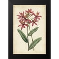 thumbnail image 2 of Vision Studio 13x18 Black Modern Framed Museum Art Print Titled - Botanical Display VI, 2 of 5