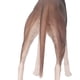 thumbnail image 4 of Figura De Galgo Mascota, Figura De Galgo Realista Mascota Modelo De Perro Galgo Modelo De Juguete De Galgo Aspecto Llamativo, 4 of 8