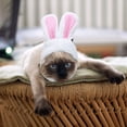 thumbnail image 4 of WGXU Pet Cat Decorative Hat Cat Personality Headgear Rabbit Headgear Internet Small Ear Hat, 4 of 4